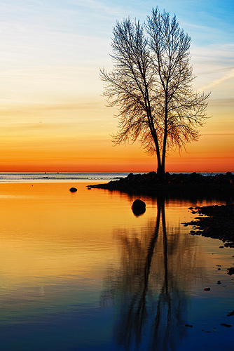 A sunrise reflected in the water, with a bare tree in silhouette.